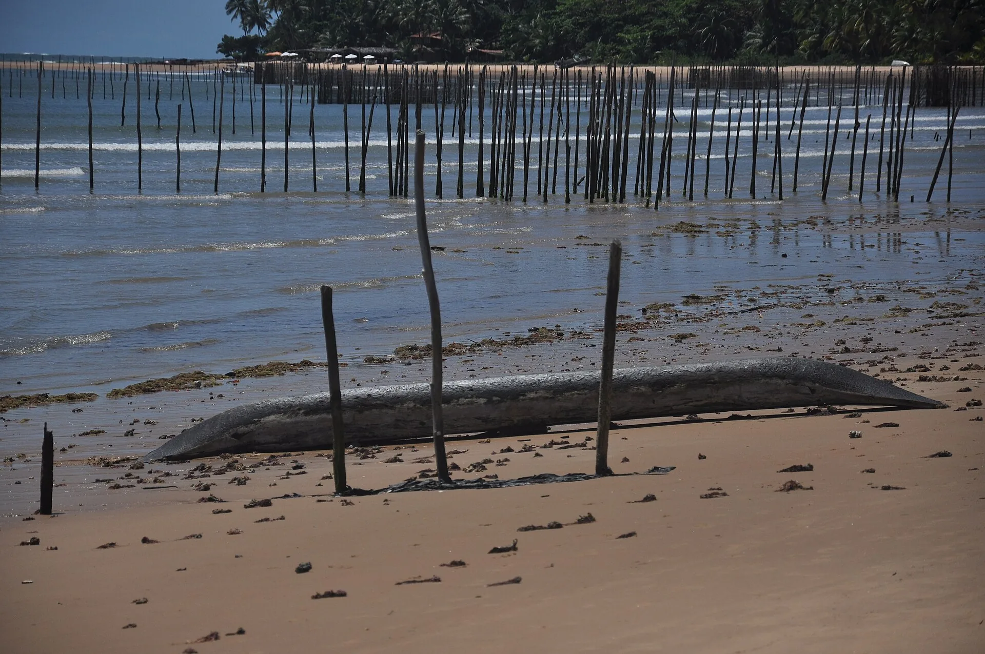 Landscape in Maraú, Bahia